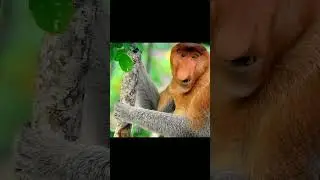 Носач - Самый Запоминающийся Примат! 