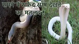 सपने में सफ़ेद साँप देखना । सपने में साँप मारना,काटना,इत्यादि देखना । Seeing white snake in dream ।