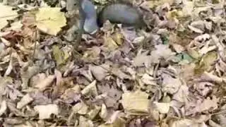 Белка в Царицыно