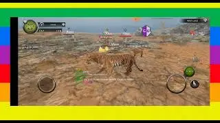 Hack for tiger in Wild animals online through gg/Взлом на тигра в Дикие животные онлайн через гг