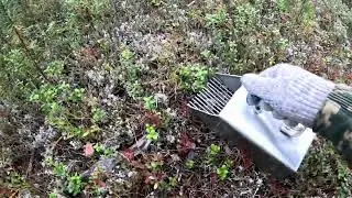Комбайн для сбора ягод. Что за зверь?