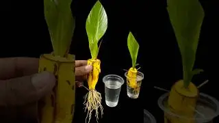 How to grow banana plant at home from fruit || Water propagation for planting 