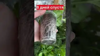 8 дней после кальциевой селитры! Корни кольцами! Лучшее средство за 9 руб (в Оби) для роста 