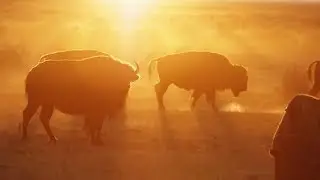 Duke & the Buffalo