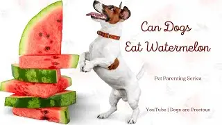 Can Dogs Eat Watermelon 👉 Is Watermelon Safe For Dogs Check It Out!