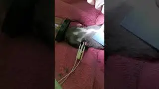 rat castration