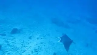 Manta & Uwe