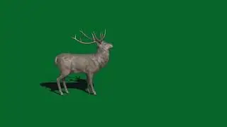 Green screen stag for use in chroma key, no copyright