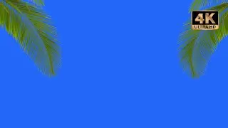 palm tree leaf green screen video