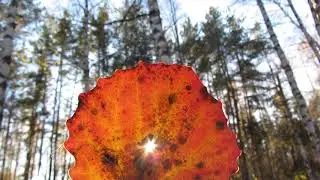 Прогулка по осеннему лесу*6 часть*Красивый лист осины