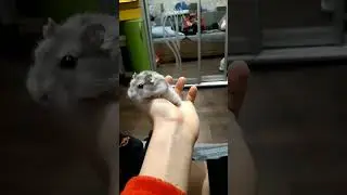 Хомяк Люся! Самая крикливая!  Смотри прикольные видео на канале про хомяков и котов! Hamster Lucy!
