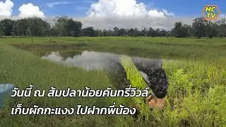ป่าผักกะแงง เก็บไปฝากพี่น้องในเมือง วันนี้ ณ ส้มปลาน้อยคันทรี่วิวล์