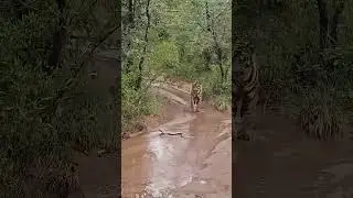 King Cobra Makes TIGER Back Off