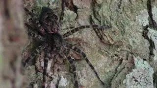 Dark Fishing Spider Adventures - Episode 2