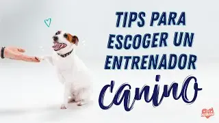 COMO ELEGIR UN ENTRENADOR CANINO