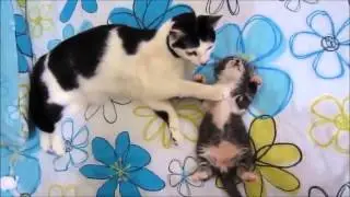 Mother cat worried about her son - SocializeME