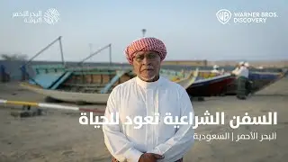 السفن الشراعية تعود للحياة