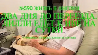Переезд. Два дня до нашего переезда. Лилли едет к Иве на сутки. №590 Жизнь в Англии