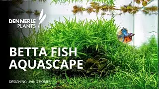 SHIBUI - NANO AQUASCAPE TUTORIAL 🌿 Dennerle Plants