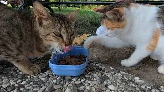 Cat gently stealing from another cat