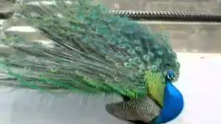 Брачный танец павлина