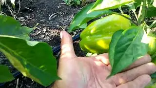 Сладкий перец, баклажан