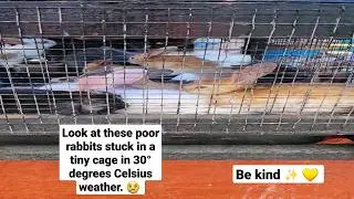 #freeanimals
