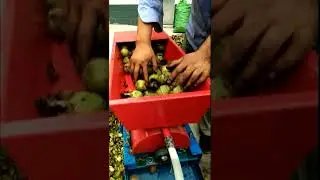 Green walnuts skin removing machine peeling machine