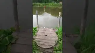 Дикий Жор У Сазана - Хватает С Лету #fishing #рыбалка #shortvideo #карп #сазан #карась #карпфишинг