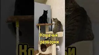 Кошачьи разборки 🐾 