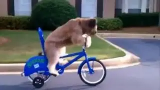 Funniest  clips in the World