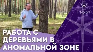 #9 Работа с деревьями в аномальной зоне