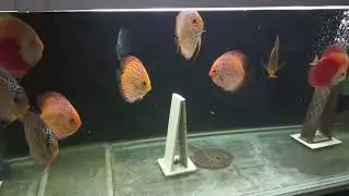 обзор дискусов. (много дискусов)