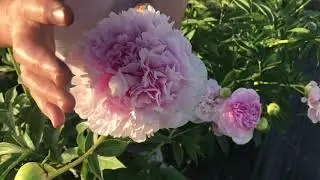 Myra McRae peony. Pulkovo Garden