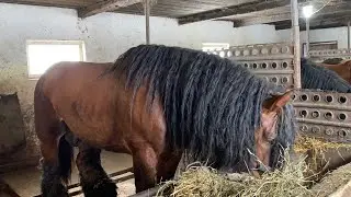 🔥Великий Вибір Жеребців на Паровку 🔥на Продажу Коні Ваговози Коні в Україні🔥🐴💪