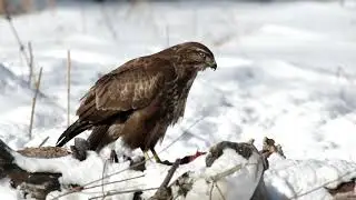 Winter birdwatching in the Belarusian Lake District