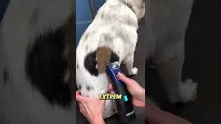 This dog is extremely rare! 😳
