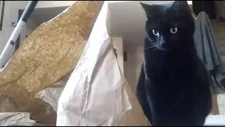 Luka Daily Pounce #2