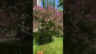 Finding Joy in Nature