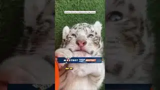 Парень ЖИВЁТ С ТИГРОМ С РОЖДЕНЬЯ.. Этого НЕ МОЖЕТ БЫТЬ!😱