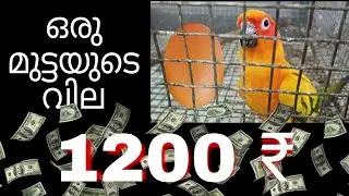 ഓരു മുട്ടക് 1200₹ (details in DB) ,പക്ഷികൾ മുട്ടയിട്ട് / Exotic Birds Feeding / Egg Layed our Birds