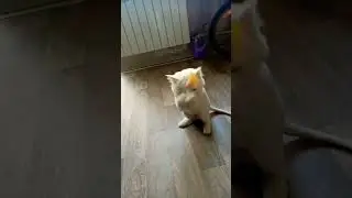 Мартин кот игруля.