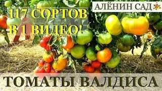117 сортов томатов 