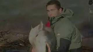 La pêche du silure au posé, vers , encornet flottants.