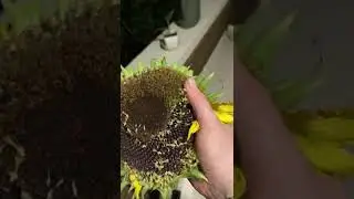 Sunflower ASMR So Satisfying..