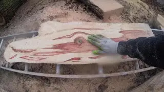 CHAINSAW MILLING | MILLING A RED FLAME BOX ELDER!