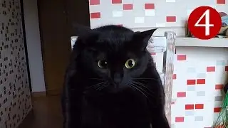 Котоблог (Выпуск # 4)