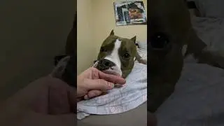 Амстафф Локи 3 года | Кусалыч | Стаффорд | Amstaff Loki