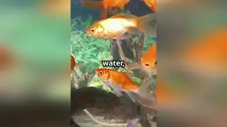 Goldfish Growth Potential 🐟✨