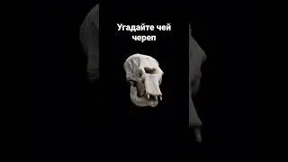 Угадайте чей череп